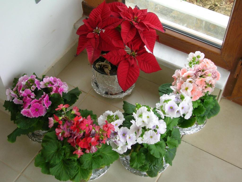 Villa Bagci Hotel เอเจลบัท ภายนอก รูปภาพ